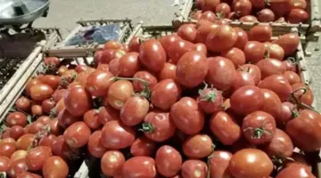 سعر كيلو الطماطم وصل كام؟.. أسعار الخضروات والفاكهة اليوم الأربعاء 22 أبريل 2026